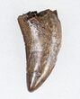 Nanotyrannus Tooth From South Dakota #11910-1